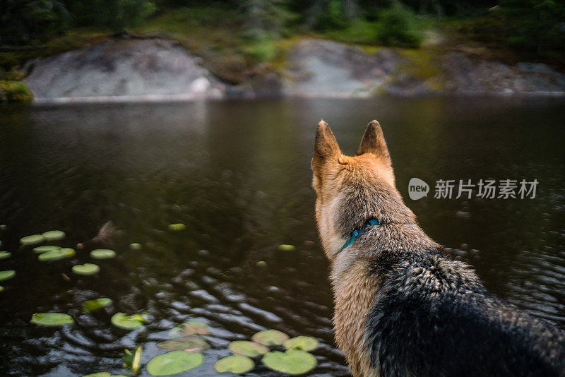 狗俯瞰湖的特写