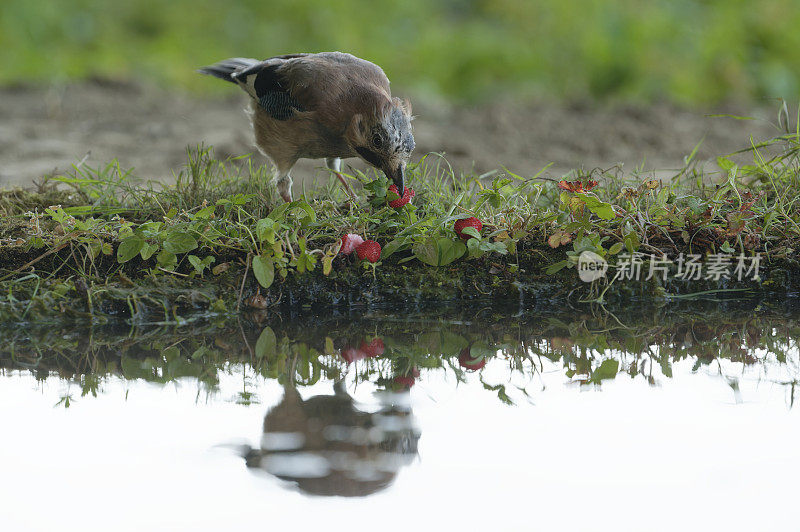 杰伊吃野生草莓