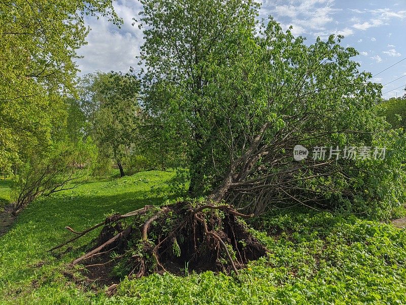 暴风雨打翻了一棵健康的绿树，把它的根从地上拔了出来。