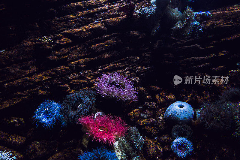 水族馆里的热带珊瑚