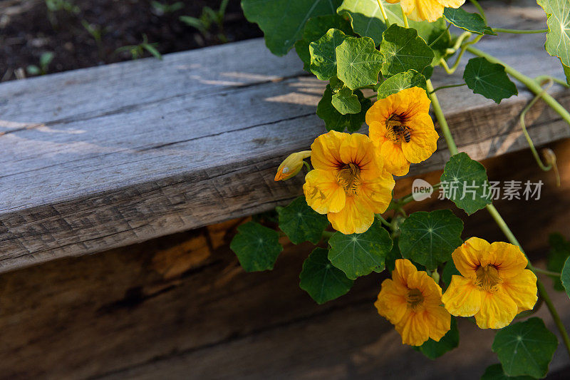 蜜蜂围着一朵黄色的花嗡嗡叫