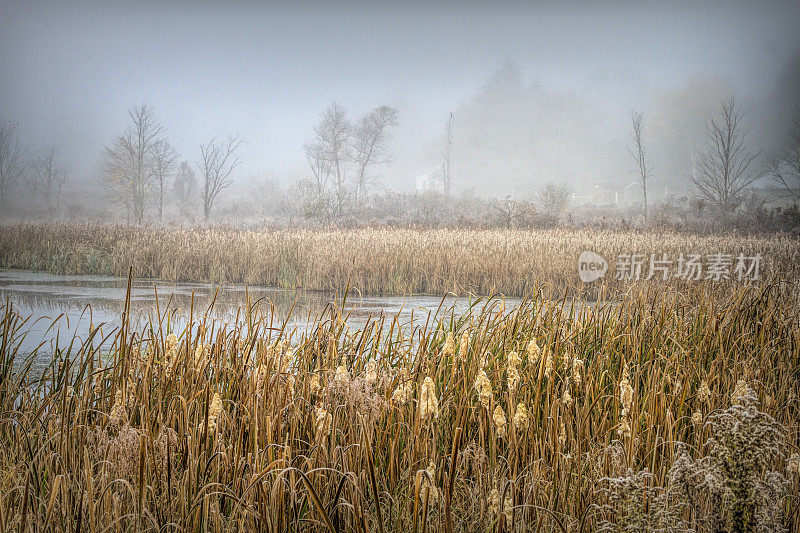 雾蒙蒙的秋早晨，香蒲池塘