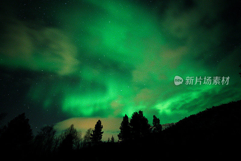 北极光在夜空中，山峦和云杉的轮廓