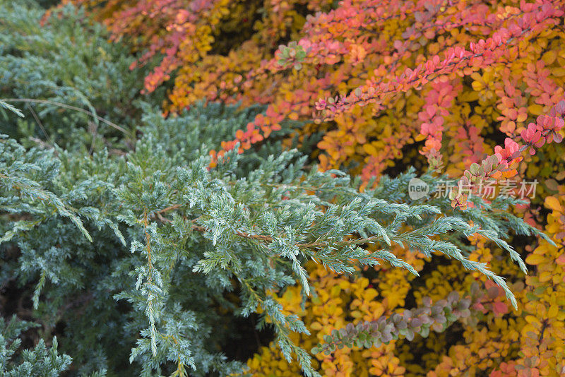 杜松和小檗，蓝色和红色的树枝，秋天，背景