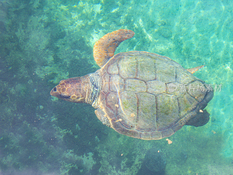 在留尼汪岛游泳的海龟。