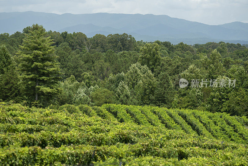 山坡上不同方向上的一排排葡萄藤，山上天际线雾蒙蒙的