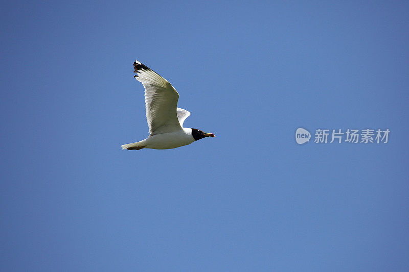 海鸥在天空中飞翔