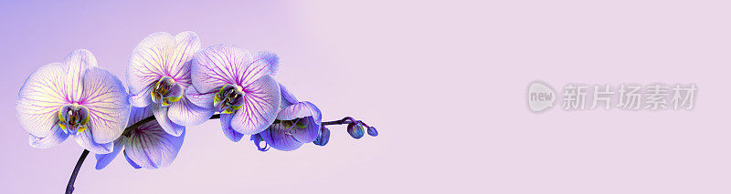 兰花在淡紫色的背景与复制空间