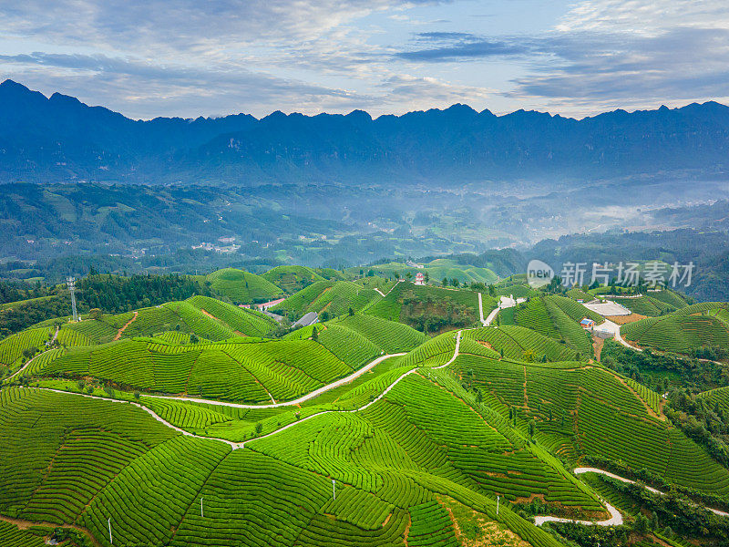 鸟瞰山上的茶园