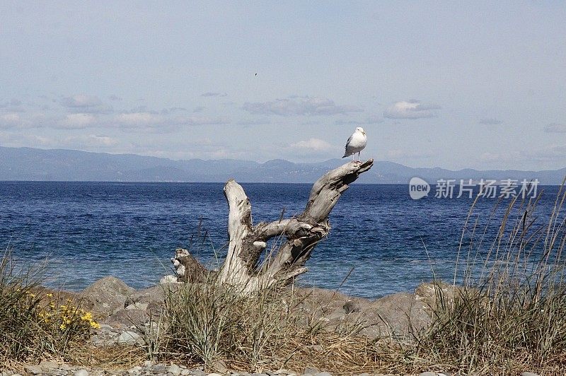 海鸥在浮木上