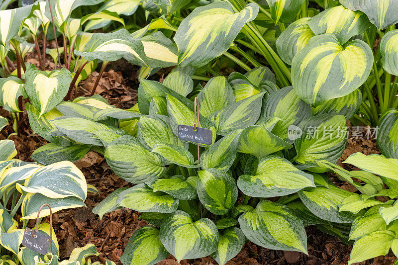 Hosta“有色绿巨人”在英国伦敦