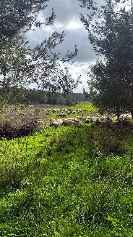 山羊和绵羊在草地上放牧