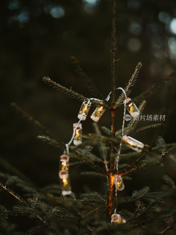 圣诞树上串着彩灯，在森林大自然中营造出温馨的气氛