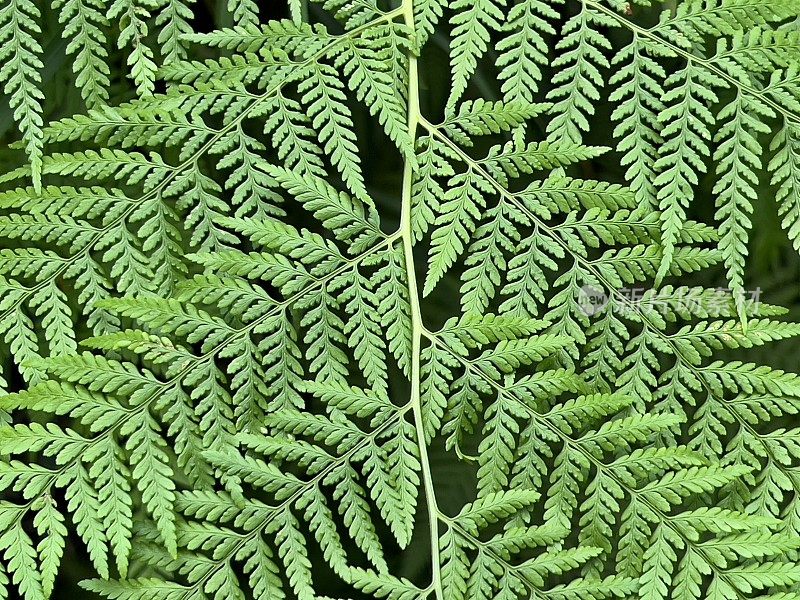 澳大利亚本土蕨类植物特写