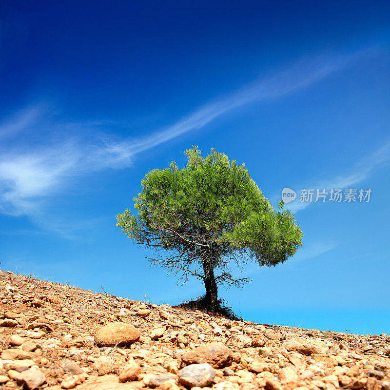 在蓝色阳光灿烂的天空上，贫瘠的土地上有一棵绿色的松树