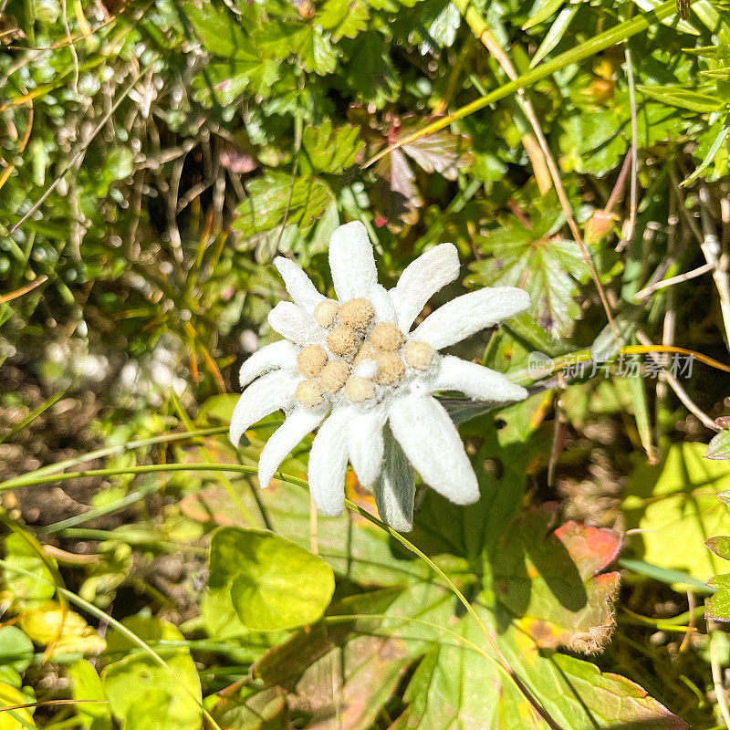 雪绒花花