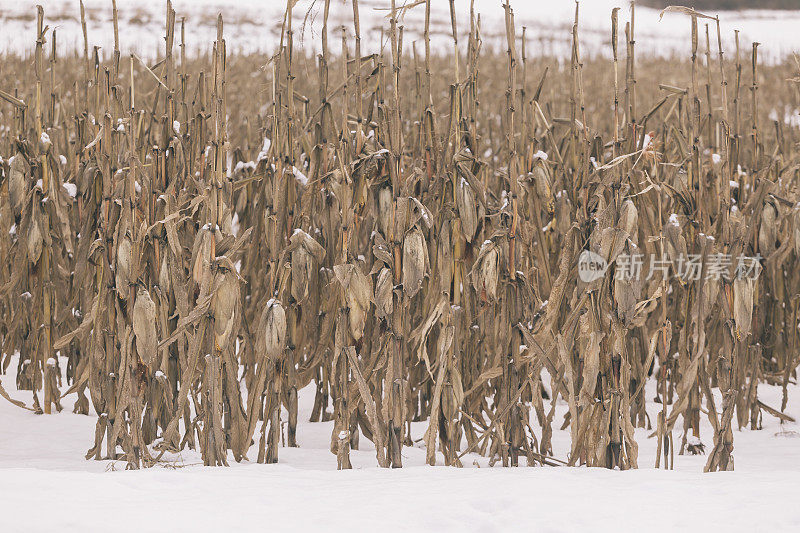 玉米田里覆盖着早雪