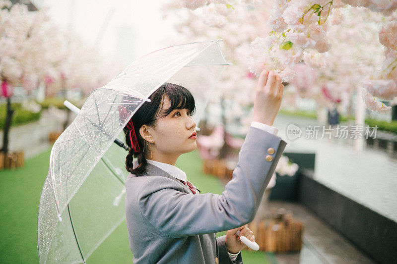 日本女学生在户外观赏樱花