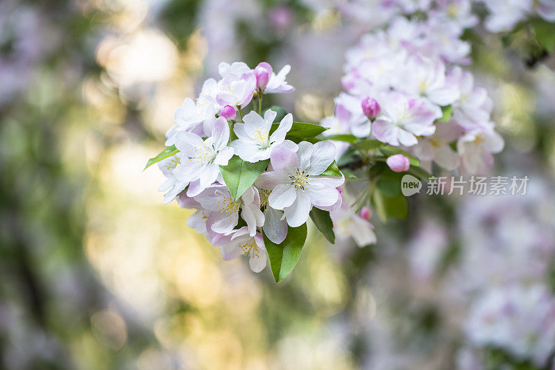 樱花樱花