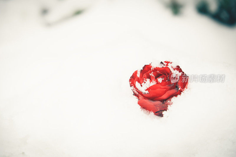 雪中的玫瑰，情人节的礼物