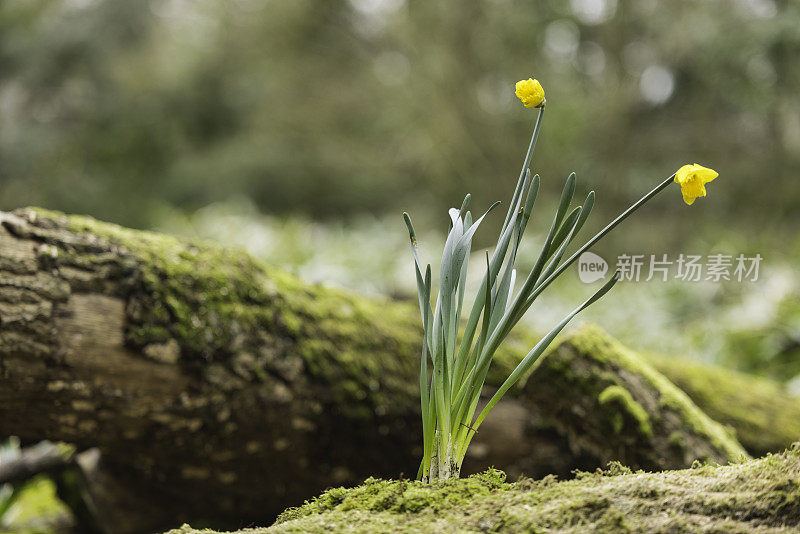 水仙花长在圆木上