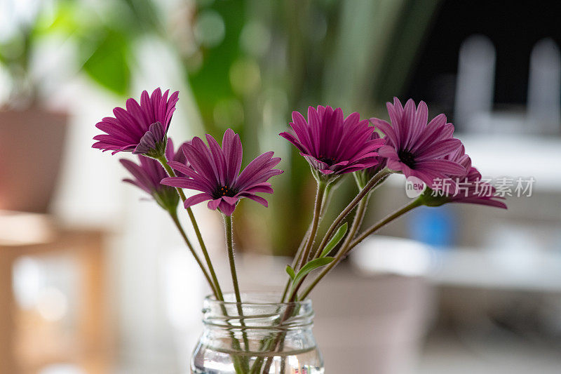 花瓶里的粉红花