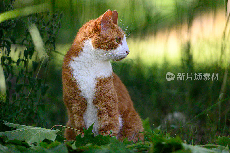 姜红色的猫坐在外面花园里的草地上。