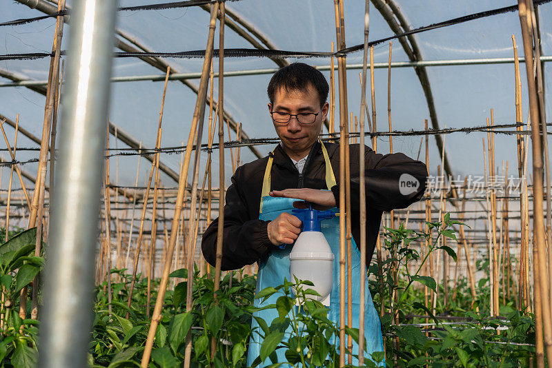 在蔬菜温室工作的农民