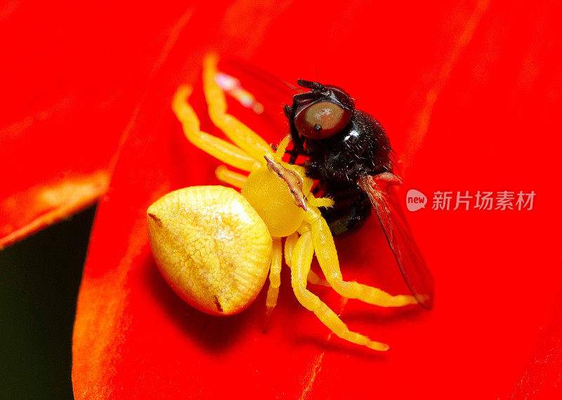 蜘蛛捕食苍蝇昆虫-动物的行为。