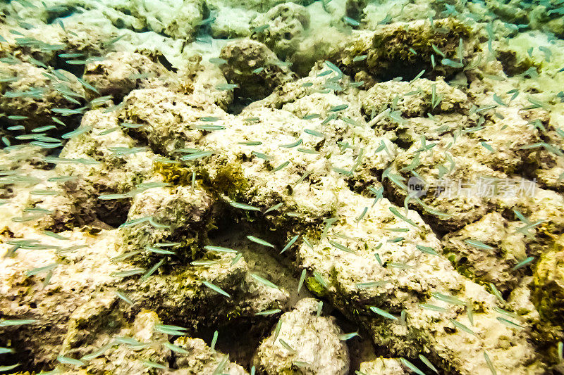 充满活力的水下珊瑚和蓝绿色海洋中的海洋生物，海底的海洋生物