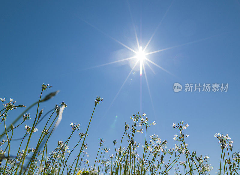 蓝色天空上雏菊花的背光照片