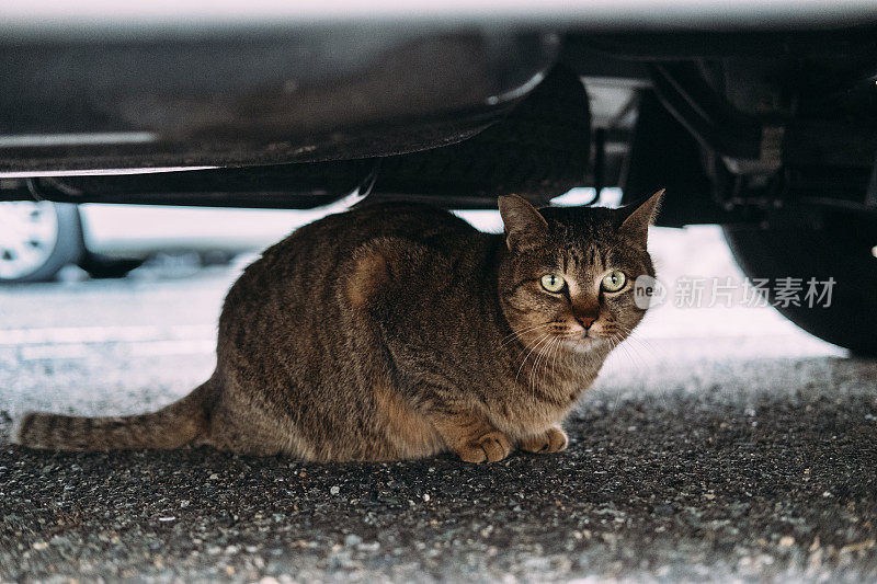 一张脸不自在的猫躲在车下的图片