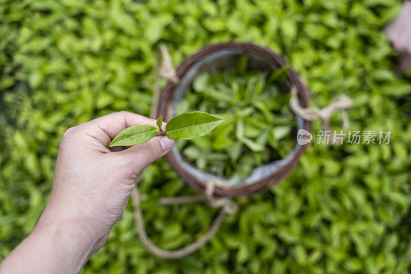 女性的手正在采摘有机茶