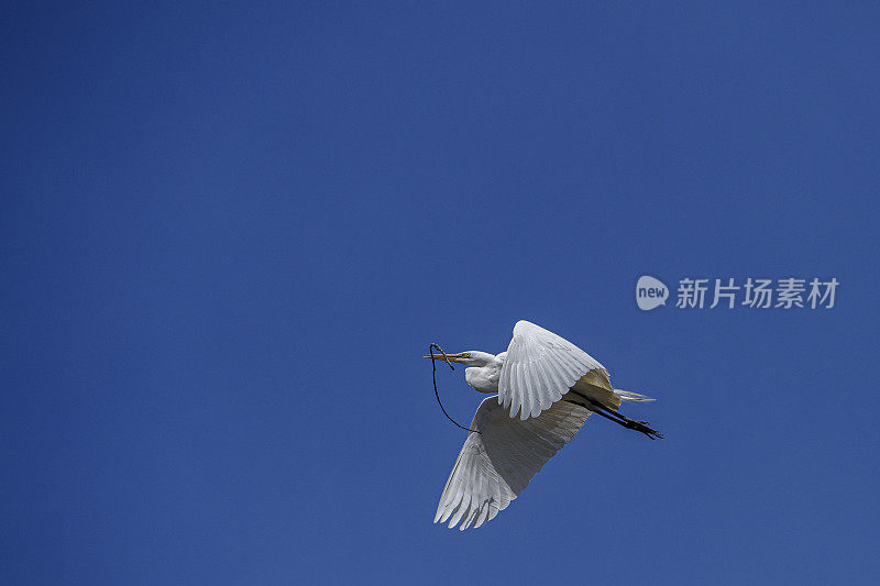 在埃尔克霍恩沼泽筑巢区飞行中的大白鹭