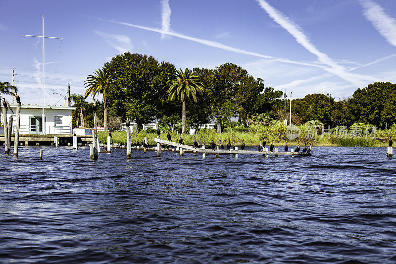 在佛罗里达州基西米，水鸟栖息在Toho湖的一个废弃码头上晒太阳