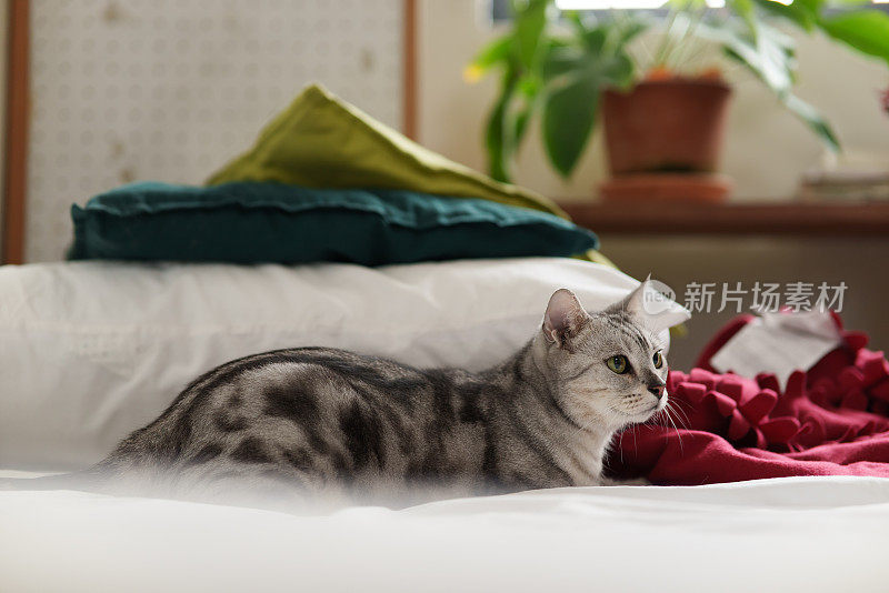 可爱的国产美国短毛猫的肖像照片躺在白色的床上，背景是圣诞装饰。