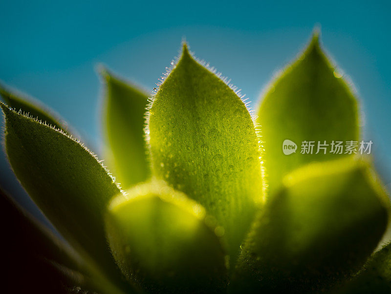 肉质植物特写镜头