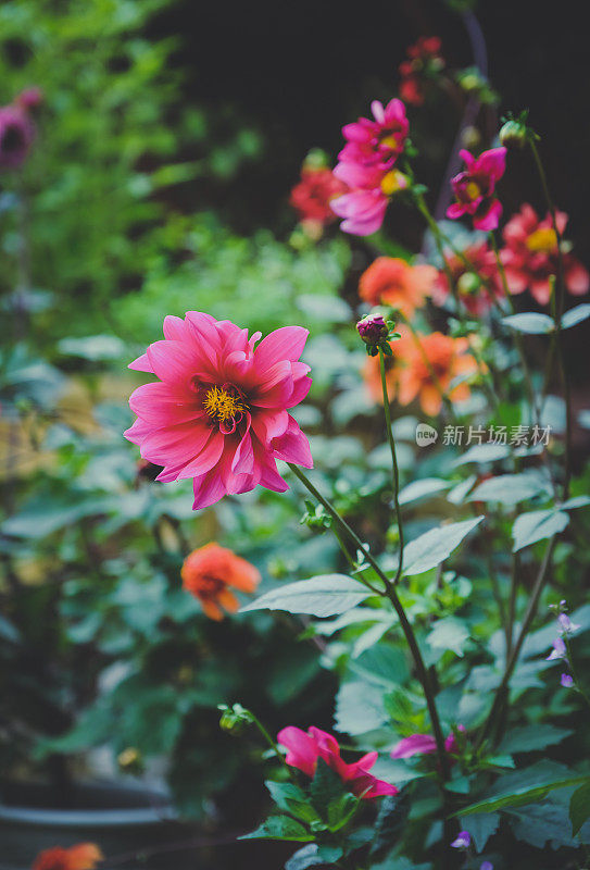 美丽的大丽花夏末开花生机勃勃的花朵