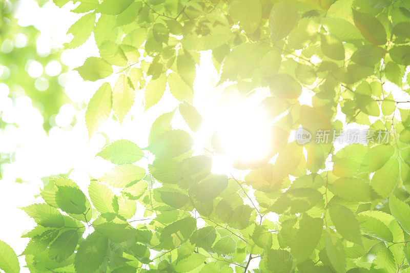 明亮的阳光透过绿叶