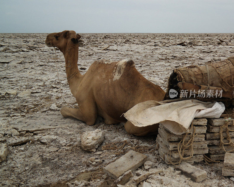 运输盐板骆驼，卡卢姆湖，达纳基尔，阿法尔埃塞俄比亚