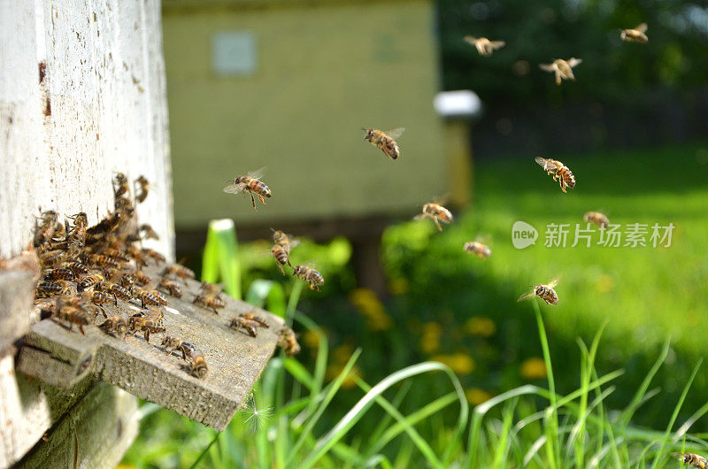养蜂场蜂箱入口有大量蜜蜂