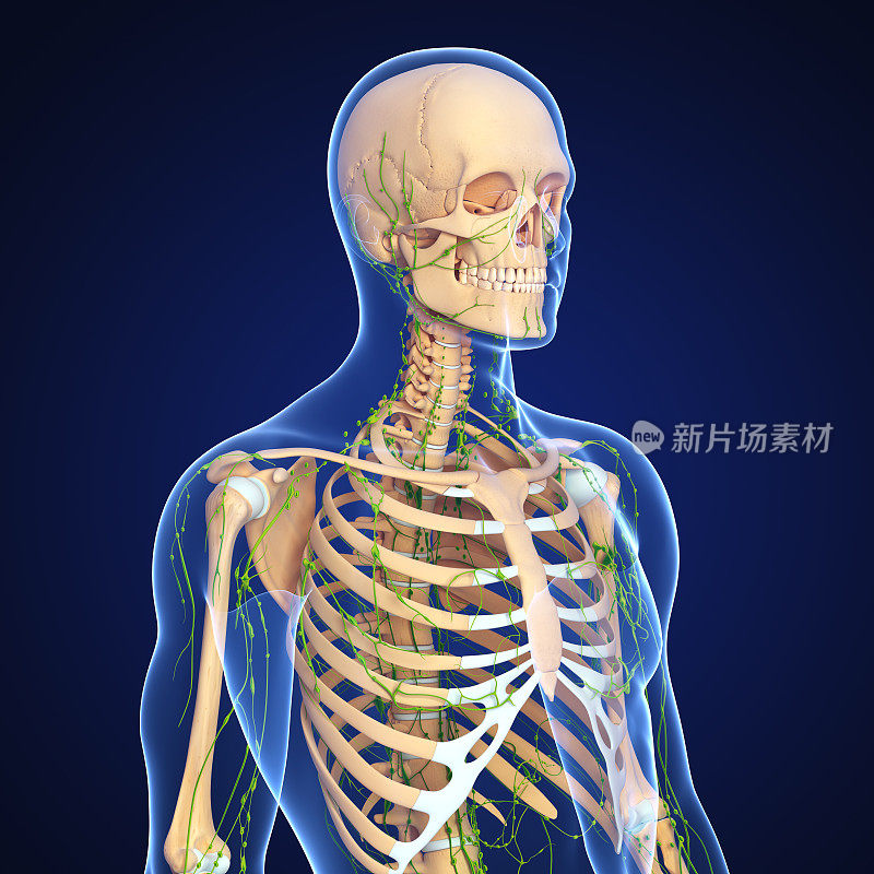 男性身体解剖的淋巴系统