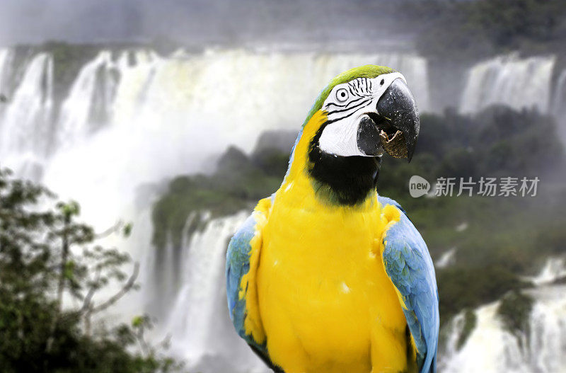 巴西伊瓜苏瀑布的蓝黄金刚鹦鹉
