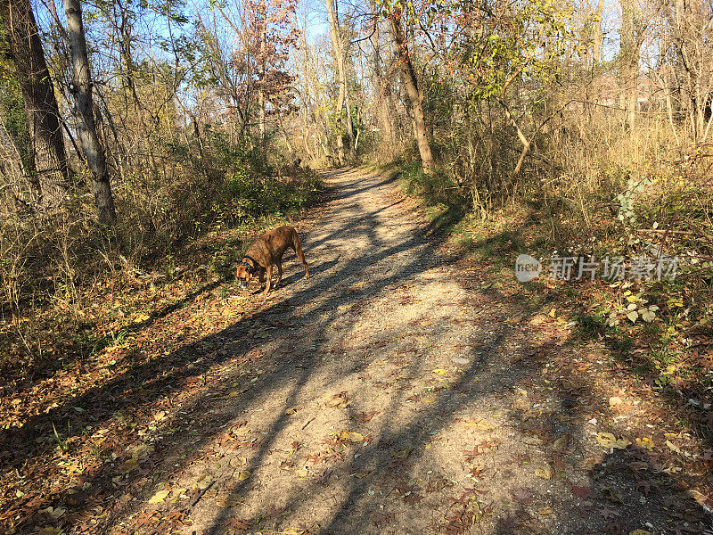 拳师犬在森林里散步