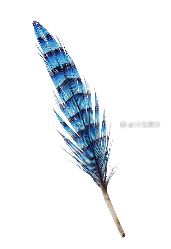 有蓝色条纹的孤立羽毛