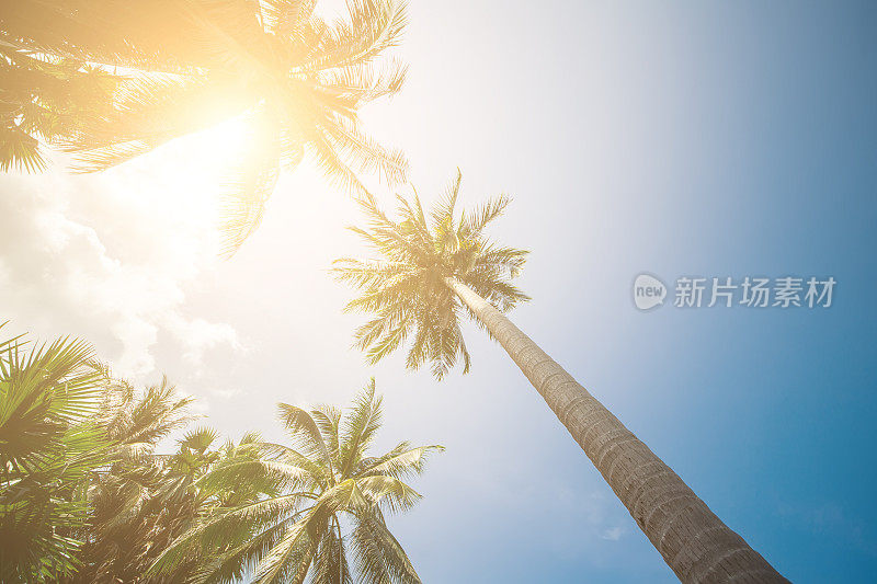 棕榈树太阳光炎热的赤道自然景观热带背景