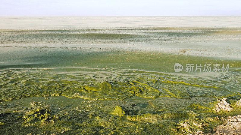 水藻爆发污染了湖水，湖水呈现绿色