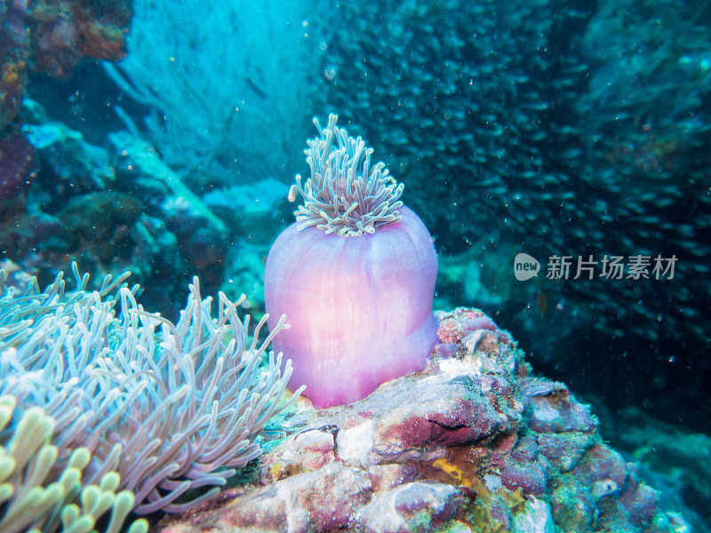 美丽的海葵健康的水下珊瑚礁生态系统