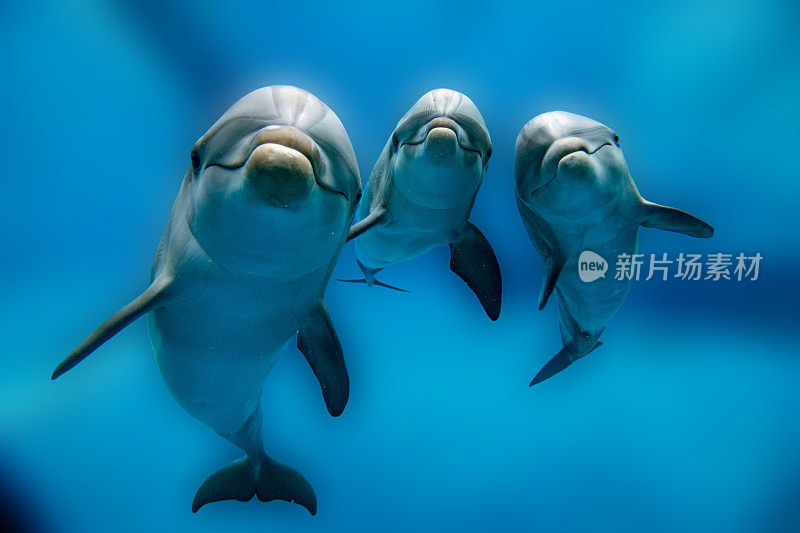 三只海豚在水下看着你的特写
