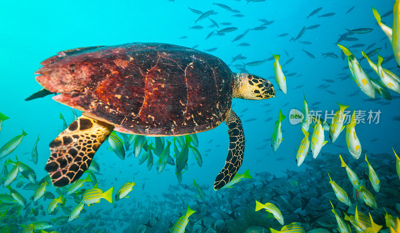 漂浮在鱼群中的马尔代夫玳瑁海龟